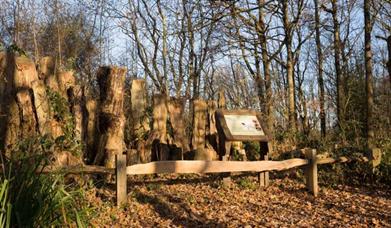 Woodland scene on an autumnal day in Warnham