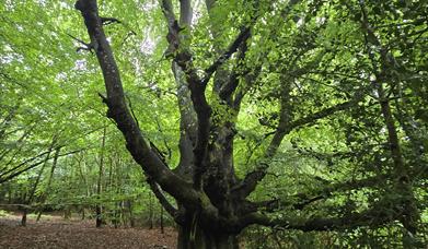 A group of forest bathers by an ancient beach tree