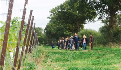 Kinsbrook vineyard tour - a group of people walking alongside grape vines on a sunny day