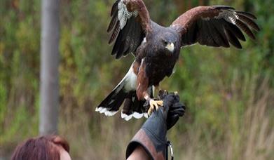 a person with a protective glove on holding out their arim for a bird of prey that is just landing with wings still open