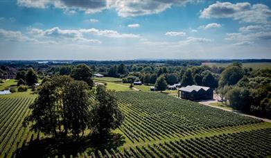 view of the vines on a sunny day with fluffy clouds