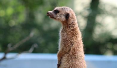 Meerkat at Tilgate nature centre
