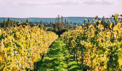 Rows of vines in Nyetimber vineyard, with South Downs in the background