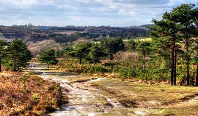 ashdown forest landscape