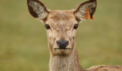 Deer looking at the camera at Sky Park Farm