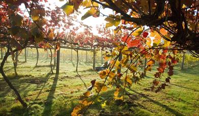 autumnal image of the vines with reddish leaves