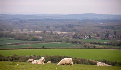 Cowdray Estate