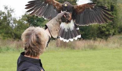 Falcon flying to handler in a field