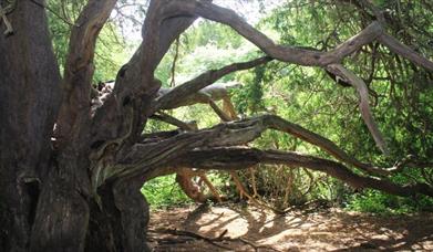 a yew tree with multiple branches pointing down to the ground with sunlight in the far background
