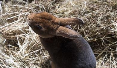 a rabbit