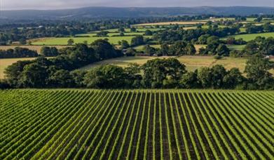 Ridgeview Vineyard on a sunny day with blue skies and a few cumulus clouds