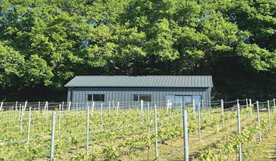 Winklestone Vineyard and Barn