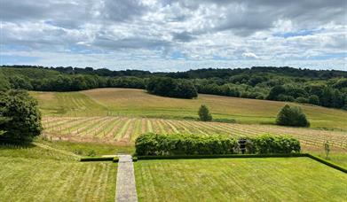 The vineyard