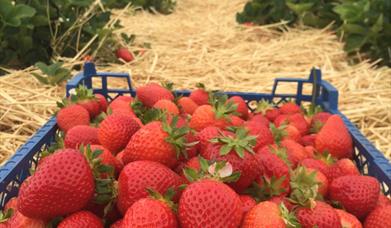 Pick Your Own Strawberries