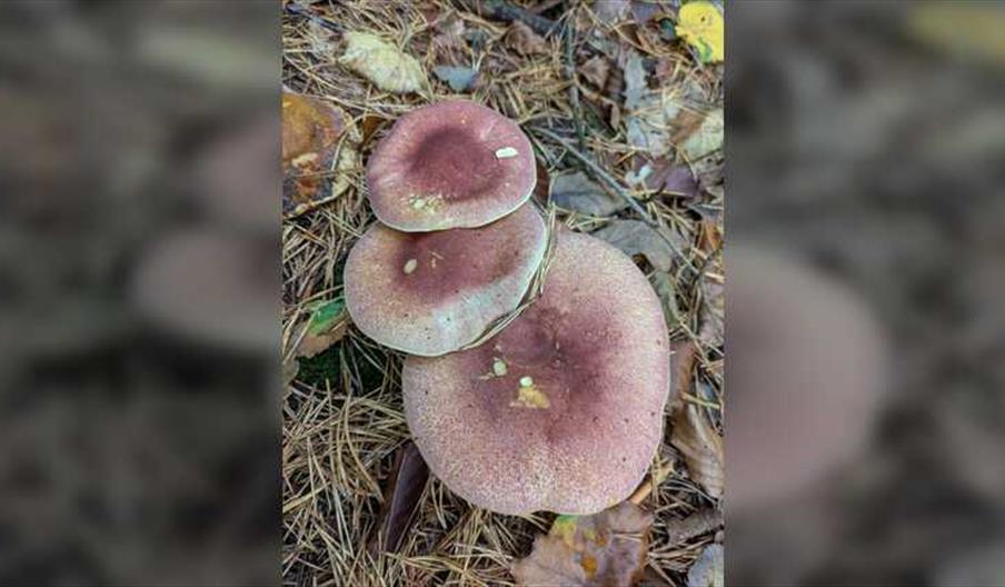 Sussex Wildlife Trust Guided Fungi Walk