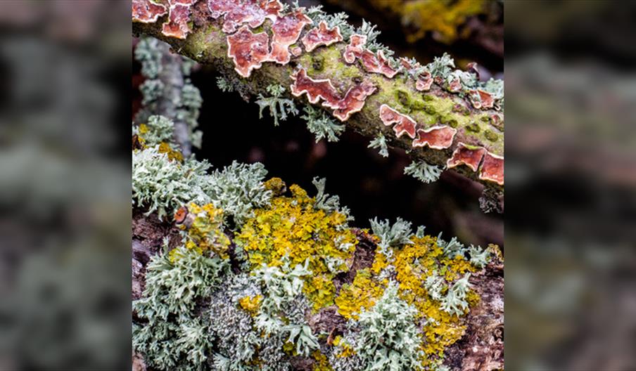 Loving the Lichen!