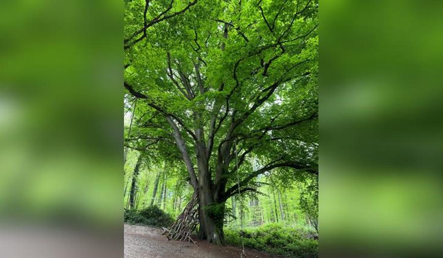 Guided Tree Tours at Nymans