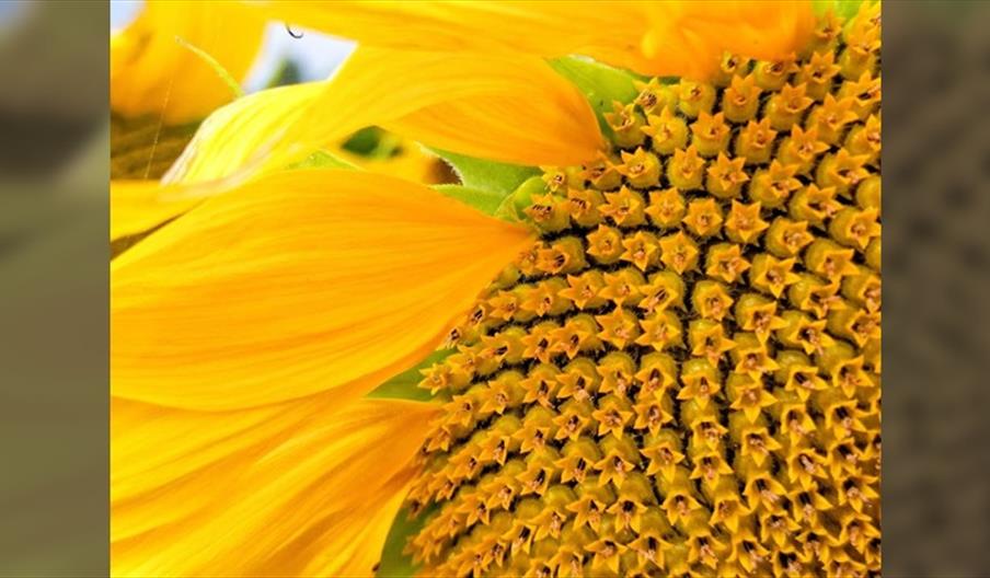 Somerley Fields PYO Sunflowers