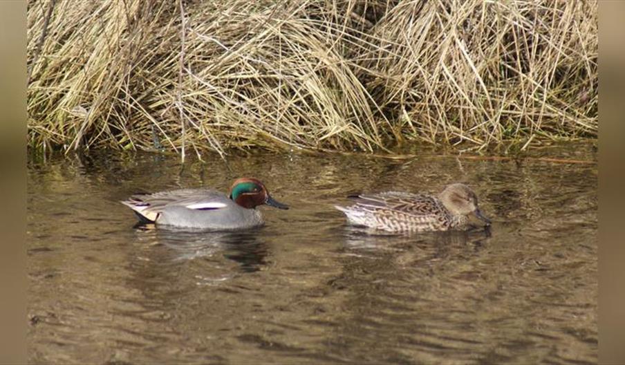Guided Walk: Pagham Wintering Waders and Wildfowl