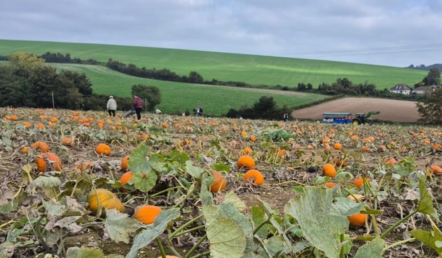 Sompting Pumpkins