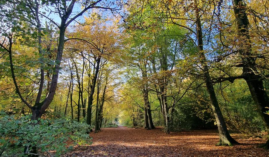 Autumal woodland path in West Sussex
