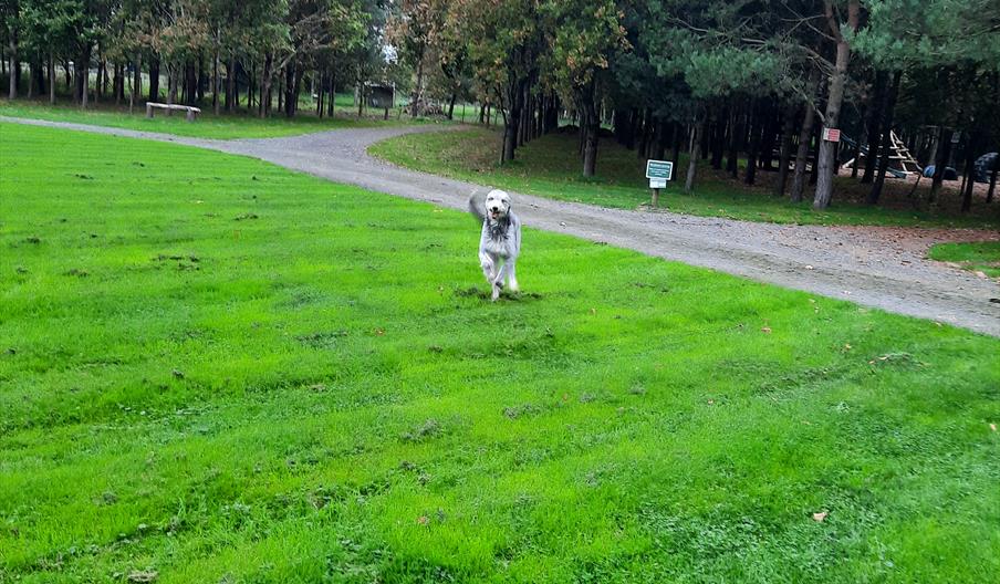 a dog running on the grass