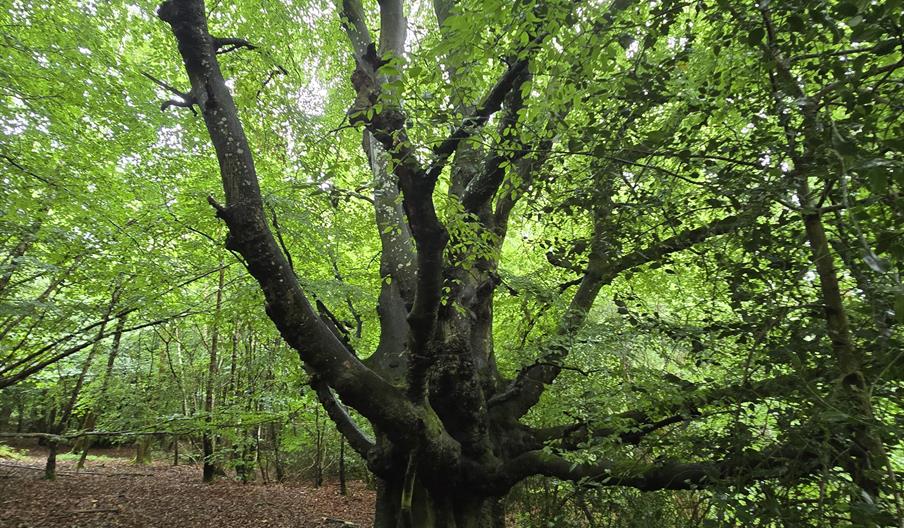 A group of forest bathers by an ancient beach tree