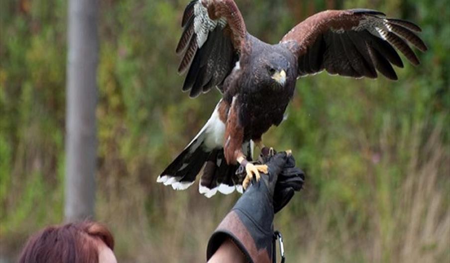 a person with a protective glove on holding out their arim for a bird of prey that is just landing with wings still open