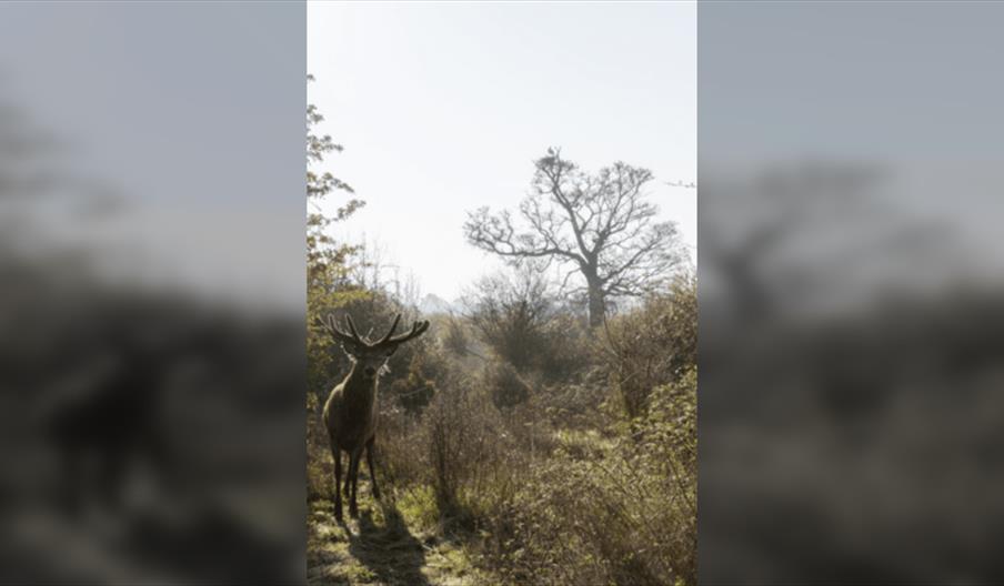 Rewilding Project at the Knepp Castle Estate a talk for Friends of Chichester Harbour