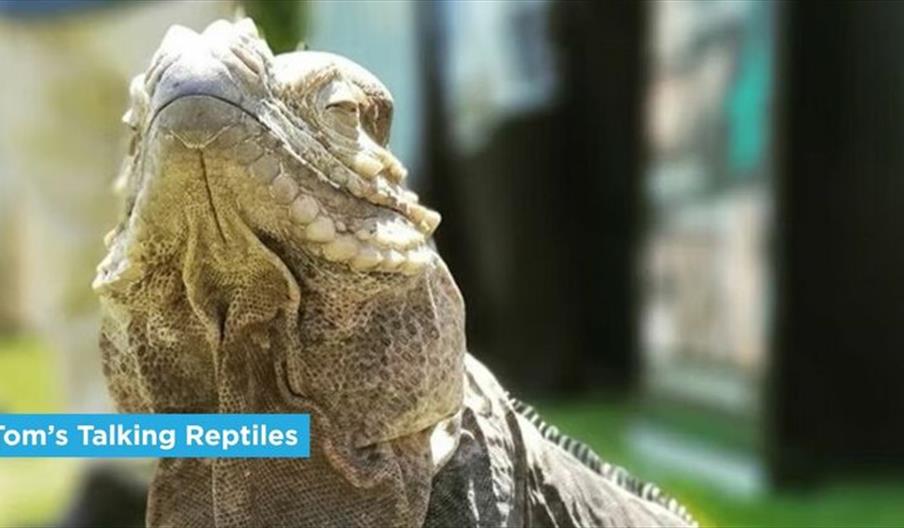Tom's Talking Reptiles Show