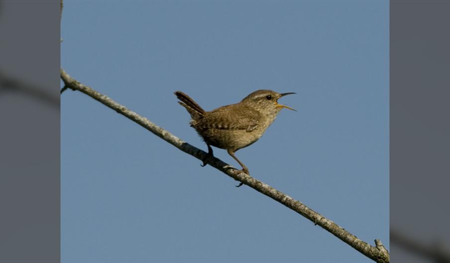 Birding for Absolute Beginners