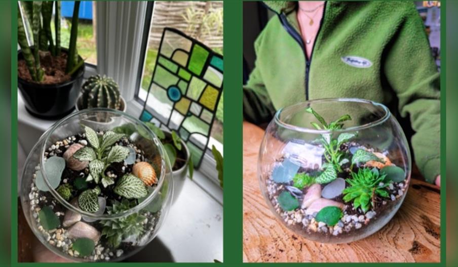 Terrarium Workshop