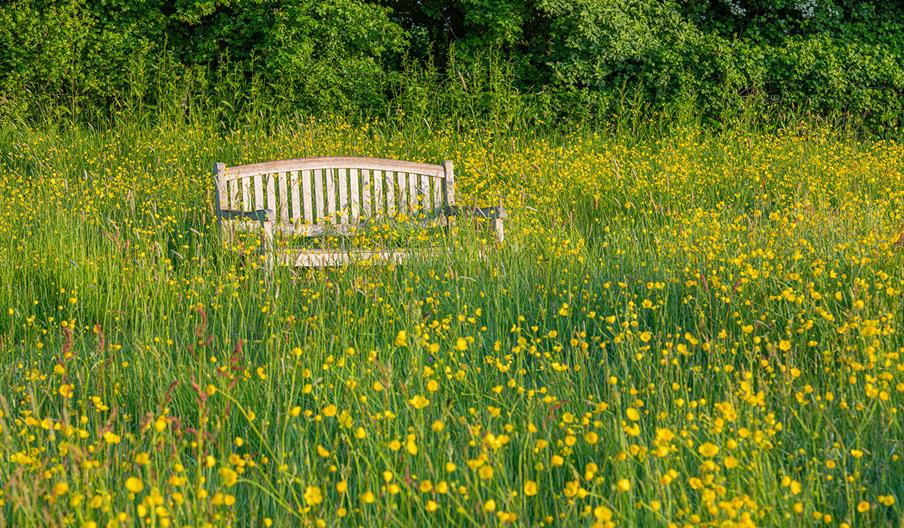 Wildflower Meadow with wooden bench in summer