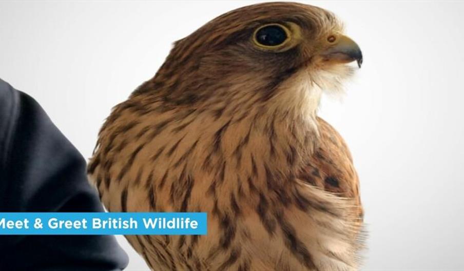 Meet & Greet British Wildlife Show