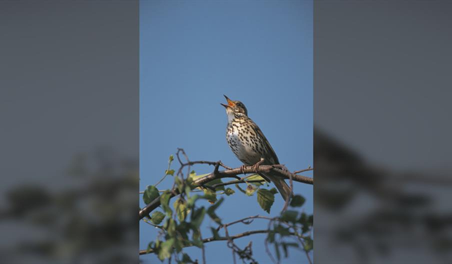 Guided Walk: Summer at Medmerry