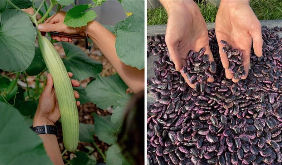 Seed Saving Course