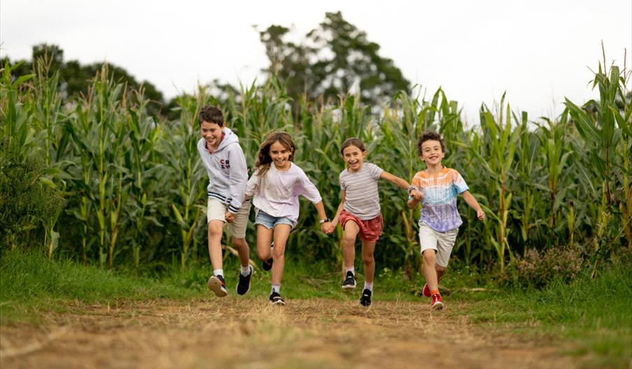Cowdray's Maize Maze