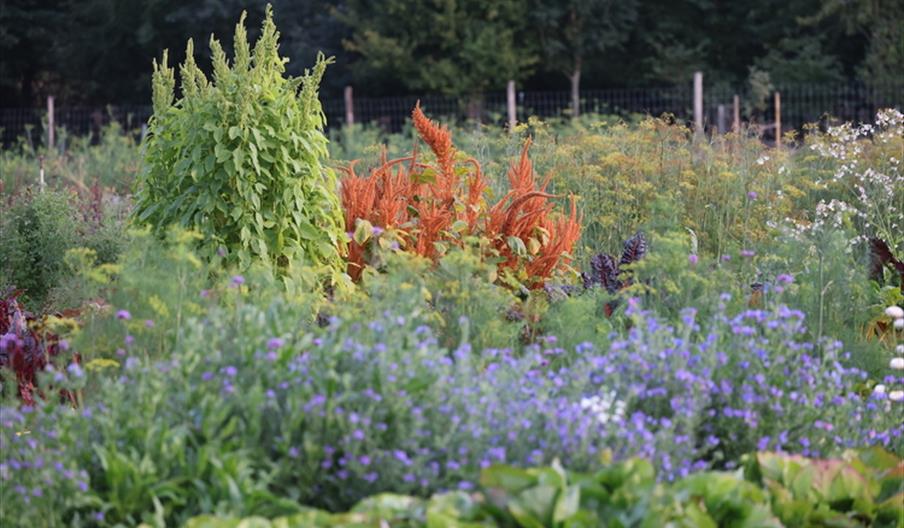 Rewild Your Vegetable Garden Workshop