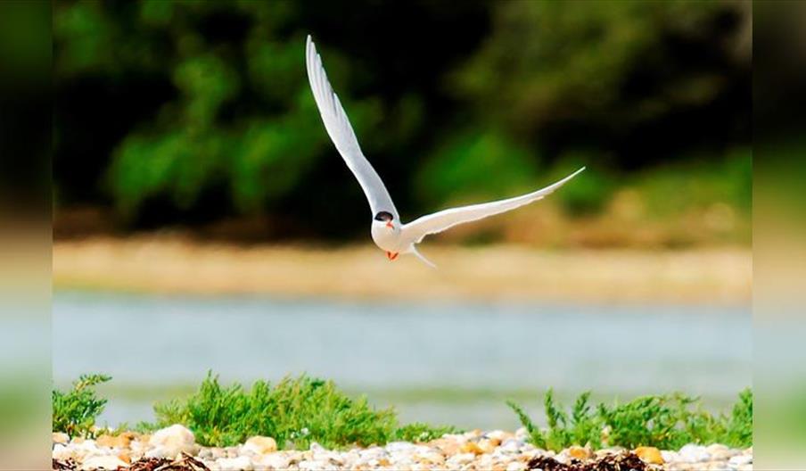 Nature Discovery Bird-Watching Boat Trip