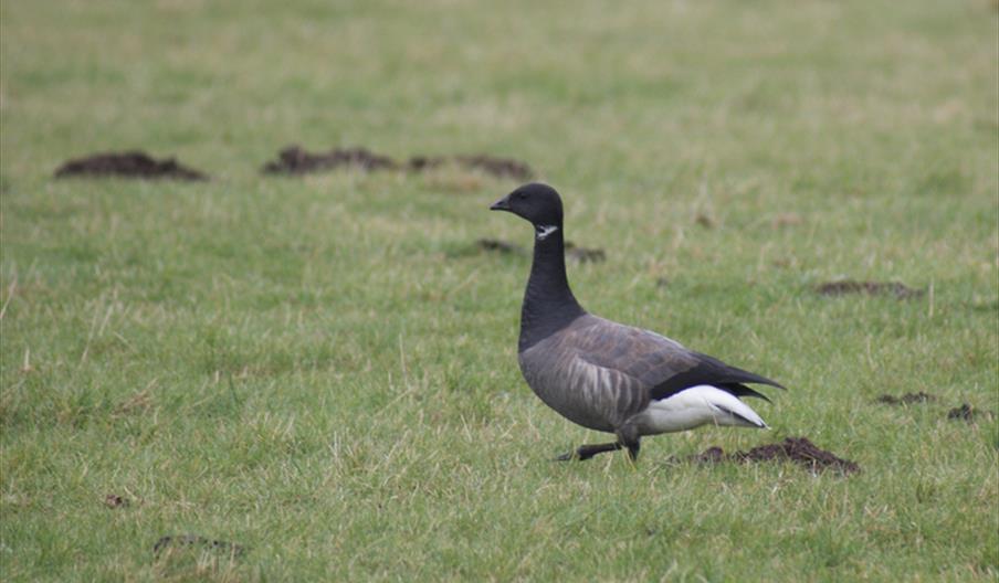 Guided Walk: Church Norton Wintering Waders and Wildfowl