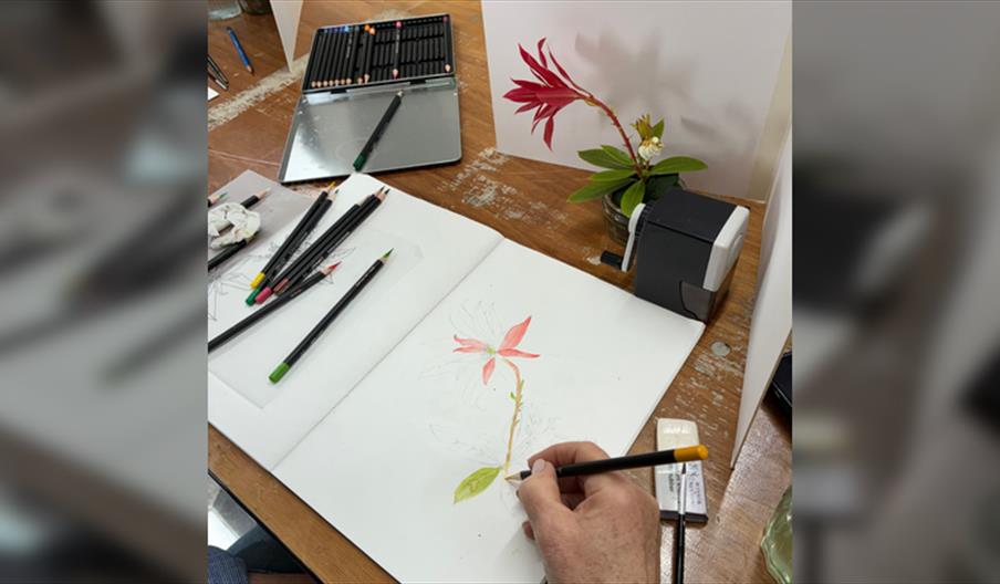 Botanical Illustration Workshop: Summer