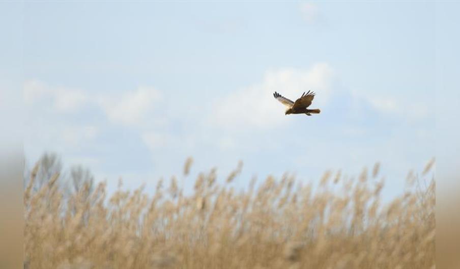 Guided Walk: Magical Medmerry