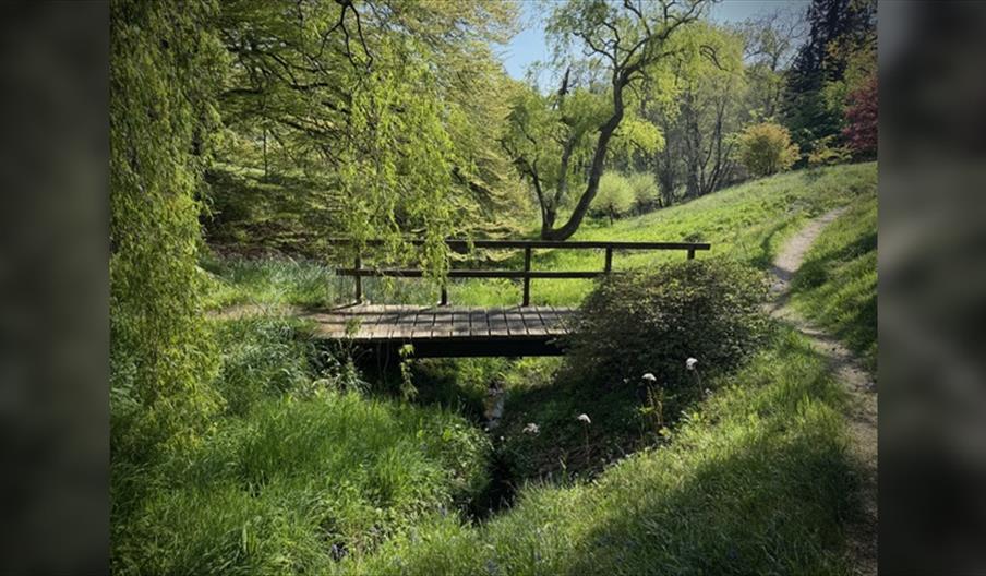Forest Bathing at High Beeches