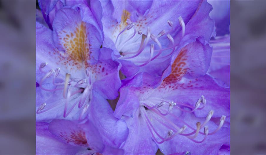 Neil Langman: Scenes Unseen