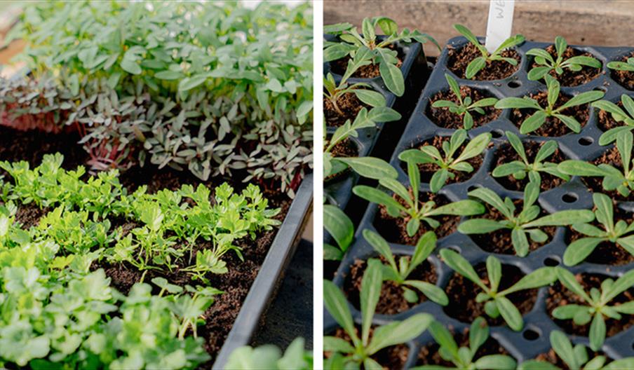 Plant Raising Course