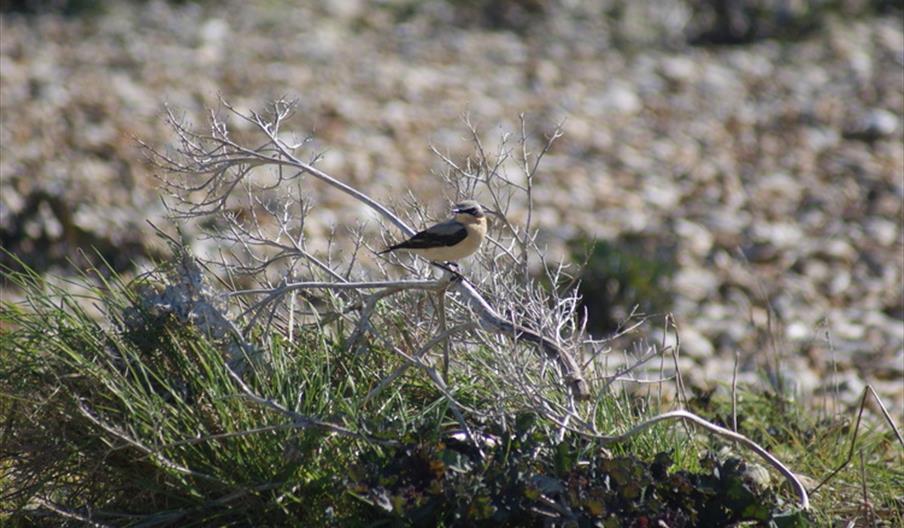 Guided Walk: Pagham Migration Magic