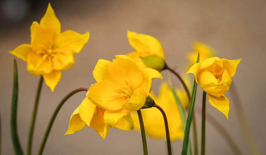 'Spring Bulbs' - Botanical Art Class with Penny Sanderson