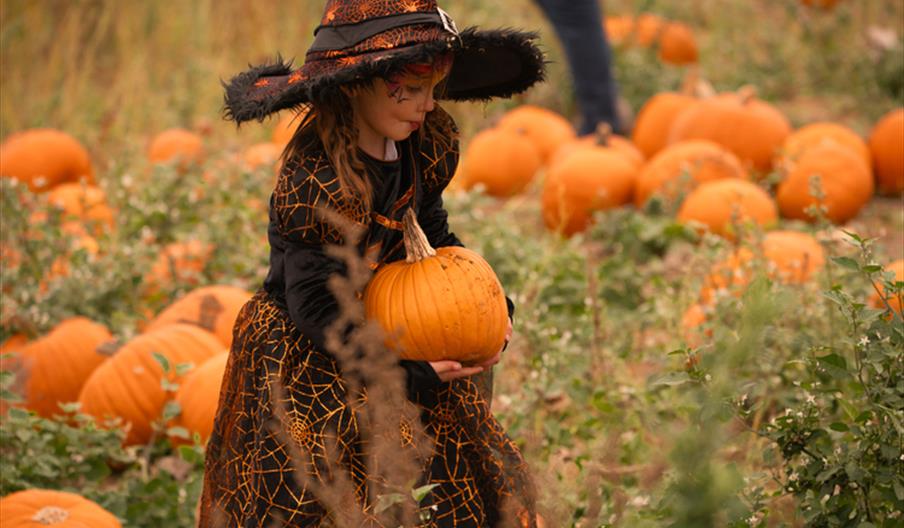 Rogate Pumpkin Patch Ticket Release