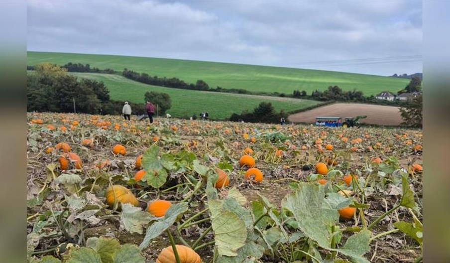 Sompting Pumpkins