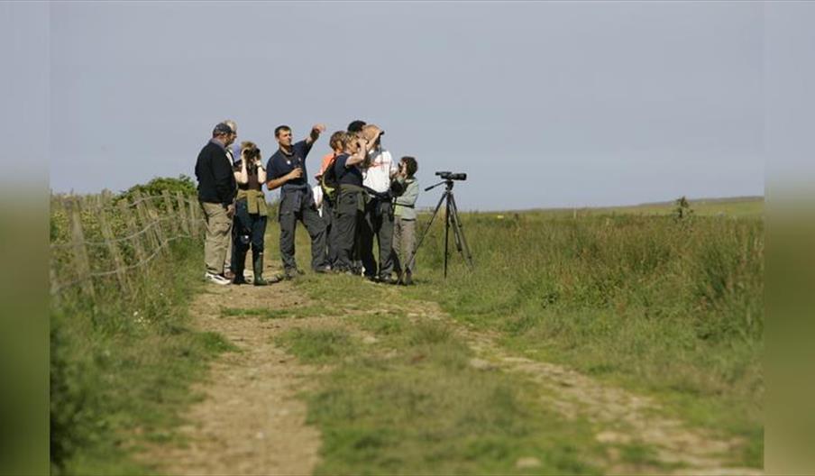 Guided Walk: Pagham Wintering Waders and Wildfowl